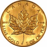 Canadian Gold Maple